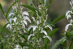 Lobelia nicotianifolia